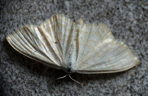Lesser Cream Wave