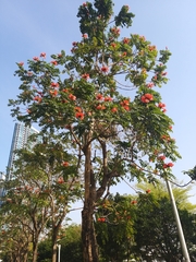 Spathodea campanulata