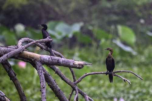 Little Cormorant