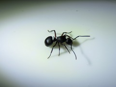 Polyrhachis spinicola