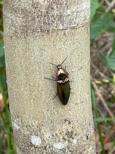 Campsosternus auratus