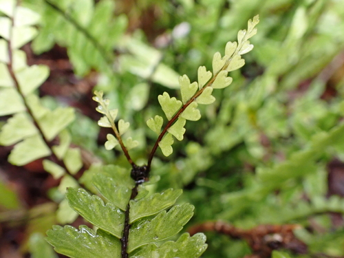 Asplenium normale observed 2026-06-08