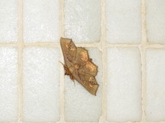 Lopharthrum comprimens