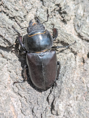 European Stag Beetle