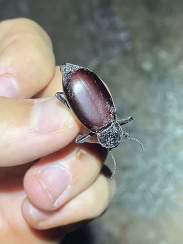 Eleodes longicollis