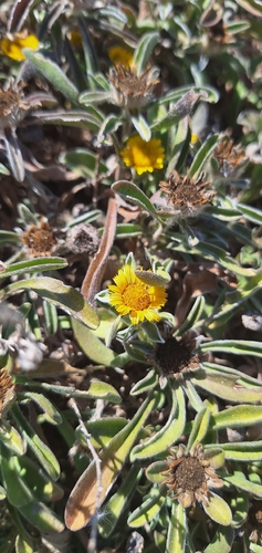 Pallenis maritima maritima