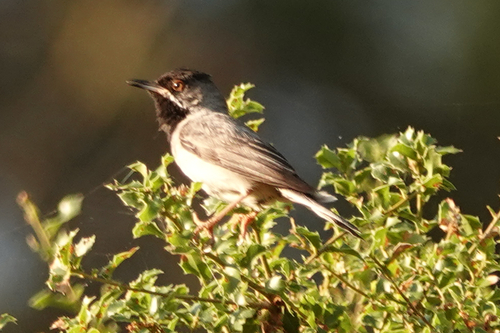 Fauvette de Rüppell