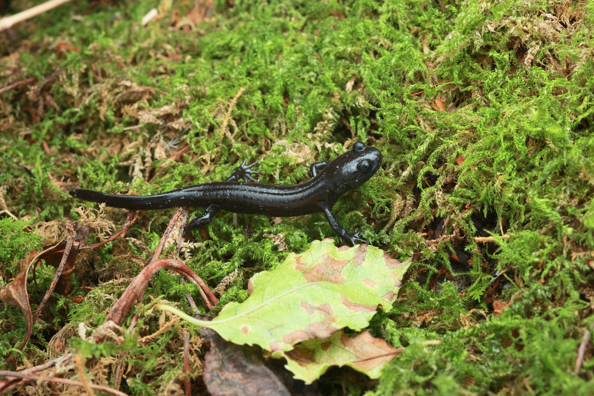 Ishizuchi Salamander photo 2