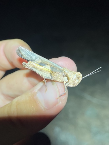 Platte Range Grasshopper