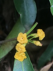 Melodinus australis