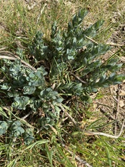 Hylotelephium telephium