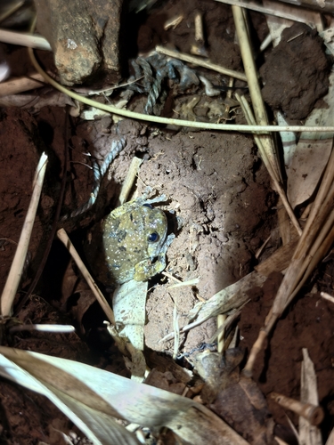 Indian Dot Frog