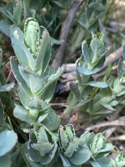 Hylotelephium telephium