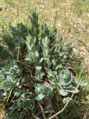 Hylotelephium telephium