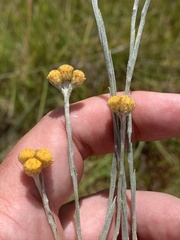 Helichrysum cephaloideum