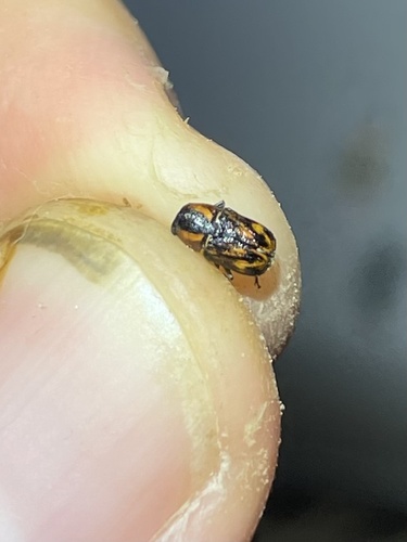 Pachybrachis subvittatus