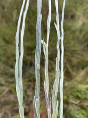 Helichrysum cephaloideum