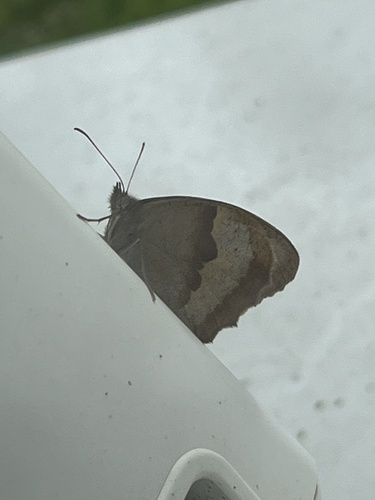 Meadow Brown