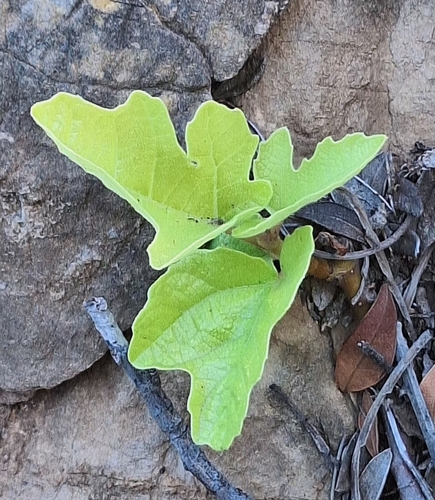 Ficus carica carica