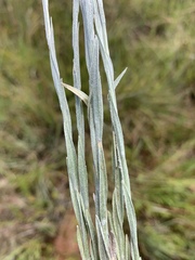 Helichrysum cephaloideum