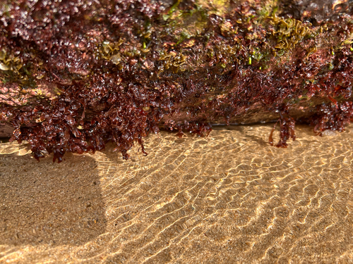 Amansia glomerata observed 2026-06-03