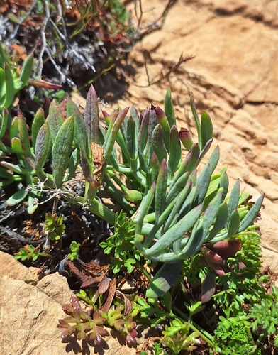 rock samphire