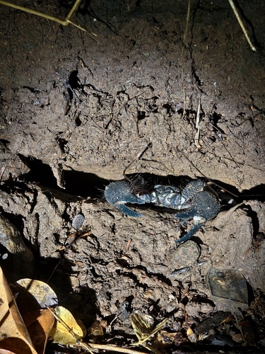 South Indian scorpion