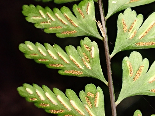 Asplenium macraei observed 2026-06-07