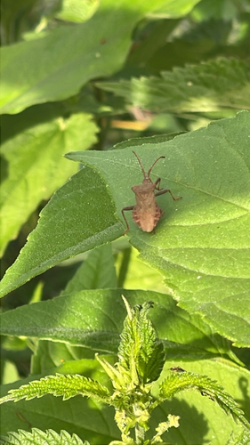 Dock Bug