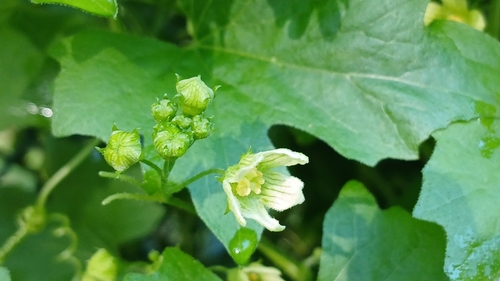 White Bryony
