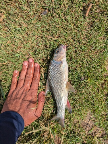 Kolus barb (Hypselobarbus kolus) — Cyprinidae