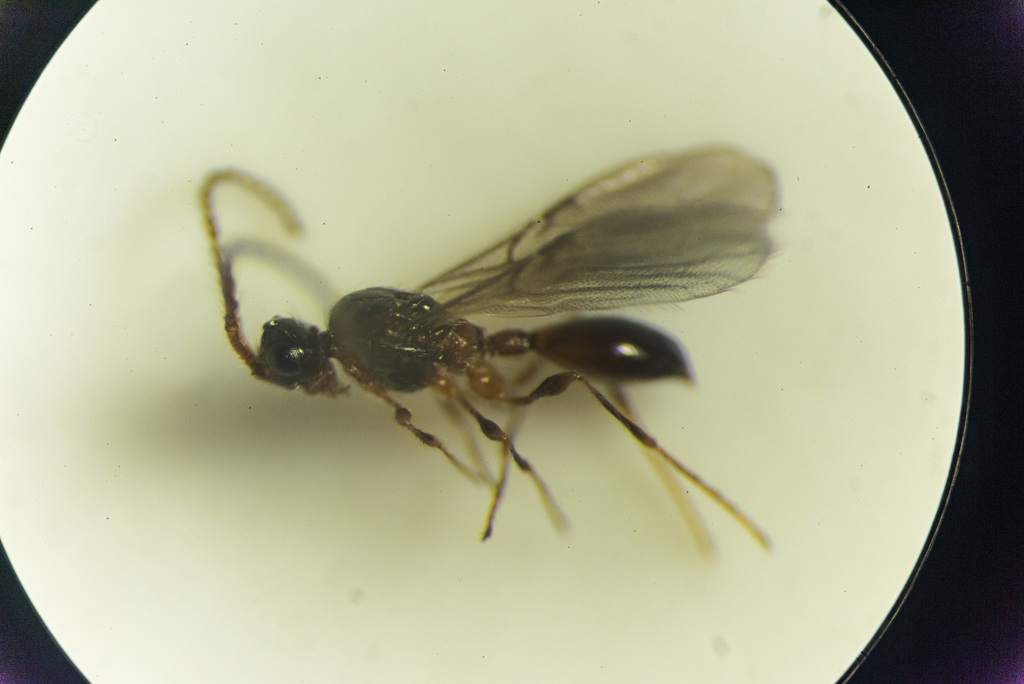 Synacra