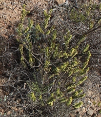 Oedera squarrosa