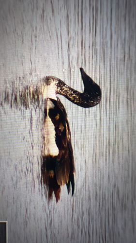 Knob-billed Duck
