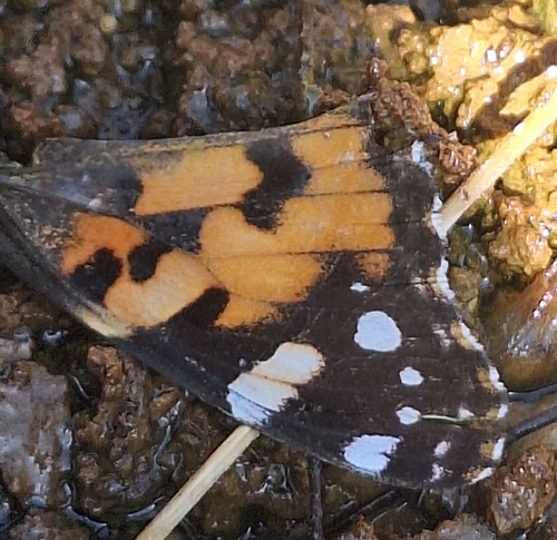 Painted Lady