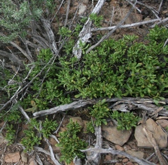 Macledium spinosum