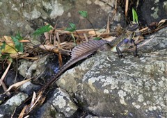 Hydrosaurus pustulatus