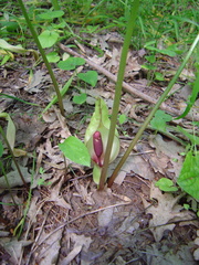 Arum orientale