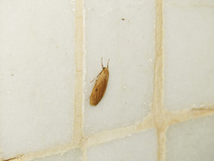 Paralithosia shaowuica