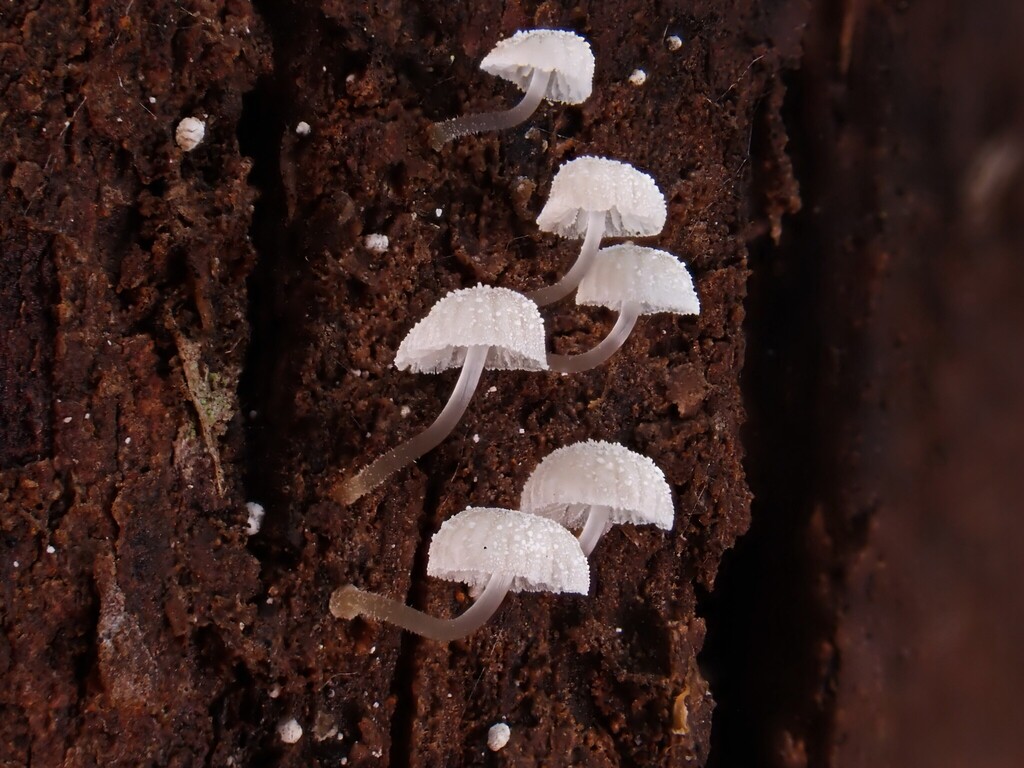 Mycena piringa