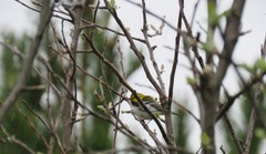 Setophaga virens image