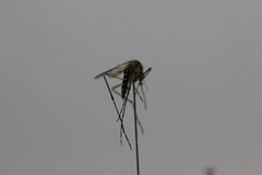 Aedes camptorhynchus