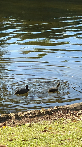 Eurasian Coot
