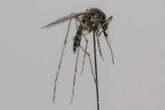 Aedes camptorhynchus