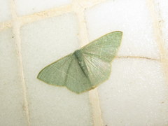 Pelagodes antiquadraria
