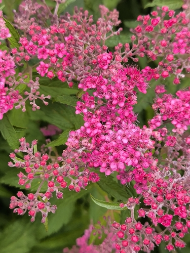 Japanese Spirea