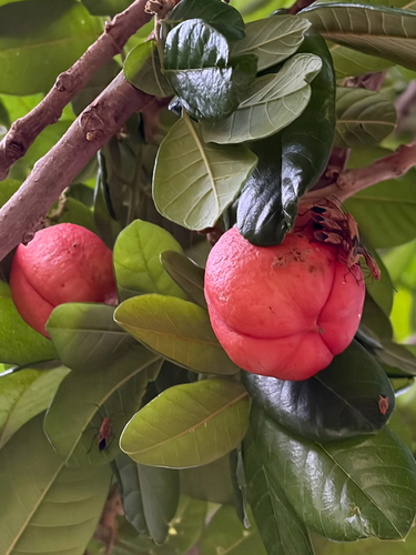 Ackee