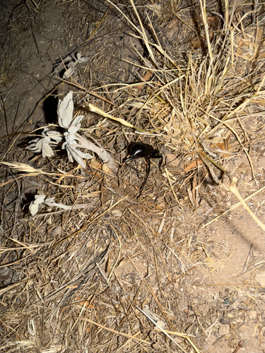 Eleodes longicollis