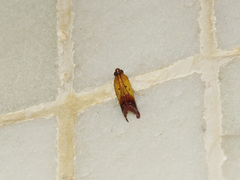 Piesmopoda semilutea