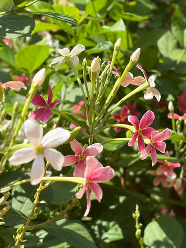 Rangoon Creeper